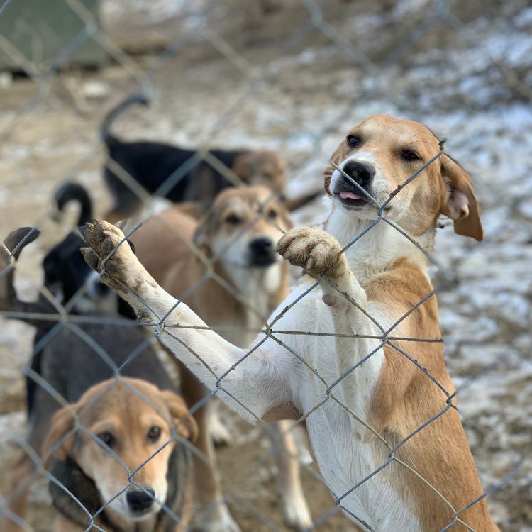 12_Streetdog Shelter Hundestation Tierschutzhund