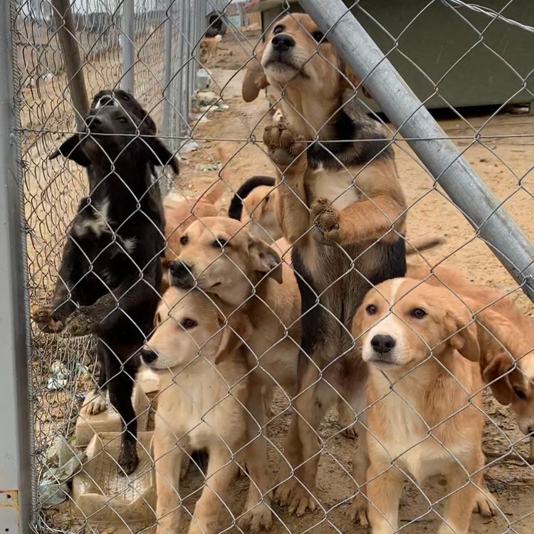 1_Hunde Tierheim Rettungsstation Shelter