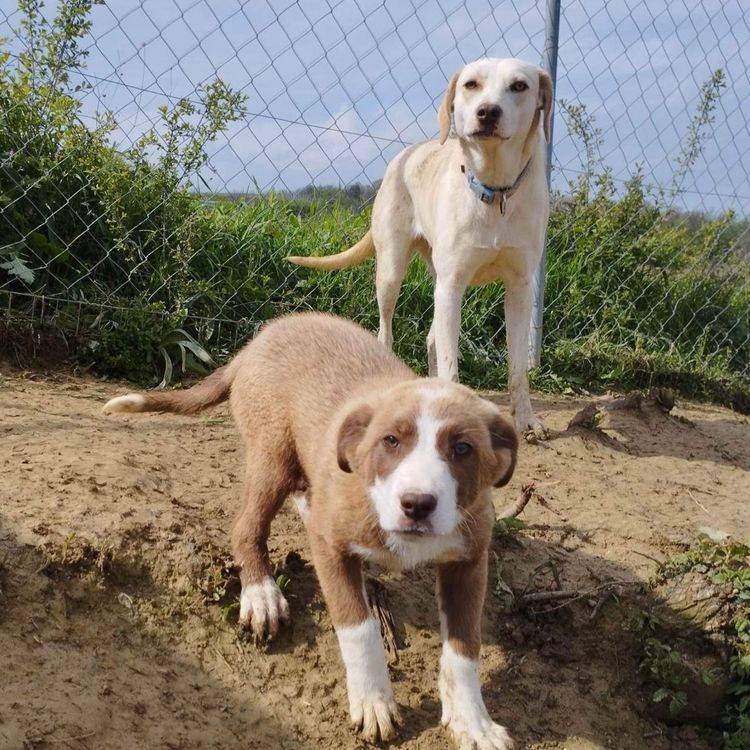 2_Hunde Tierschutzorganisation Rettungsstation Shelter