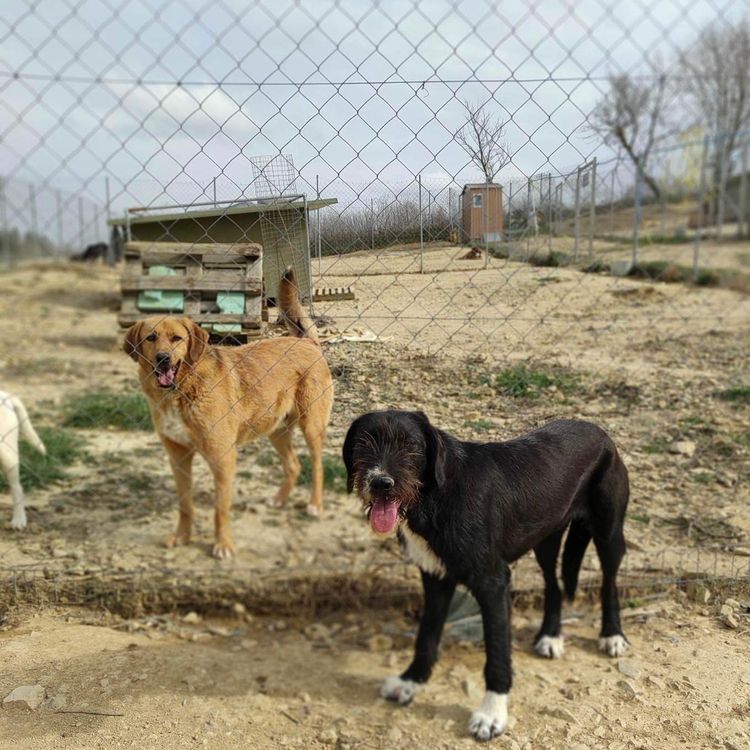 4_Hunde Tierschutzhund Tierheimleben NPO