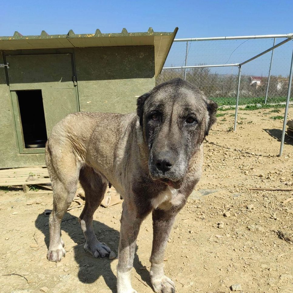 5_Hunde Griechenland Rettungsaktion Shelter