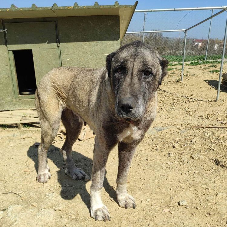 5_Hunde Griechenland Rettungsaktion Shelter