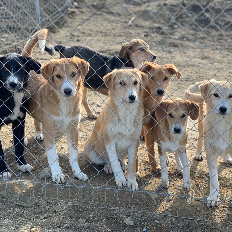 6_Strassenhunde Hundestation Tierrettung
