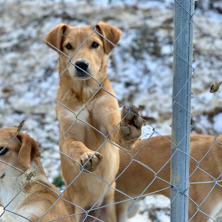 8_Strassenhunde Stray Tierschutzverein Fellnasen